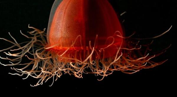 deep sea medusa found in Alaska. Credit: Hidden Ocean 2005