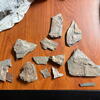 trilobites