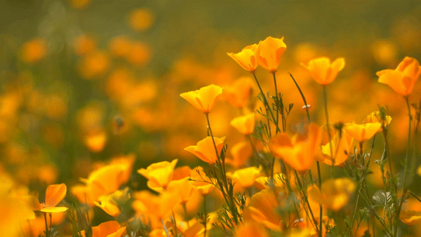 superbloom