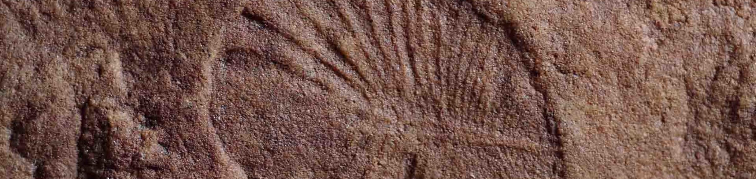 Fossilized remains of Dickinsonia found at the Nilpena Heritage site in Australia. (Scott Evans / UCR)